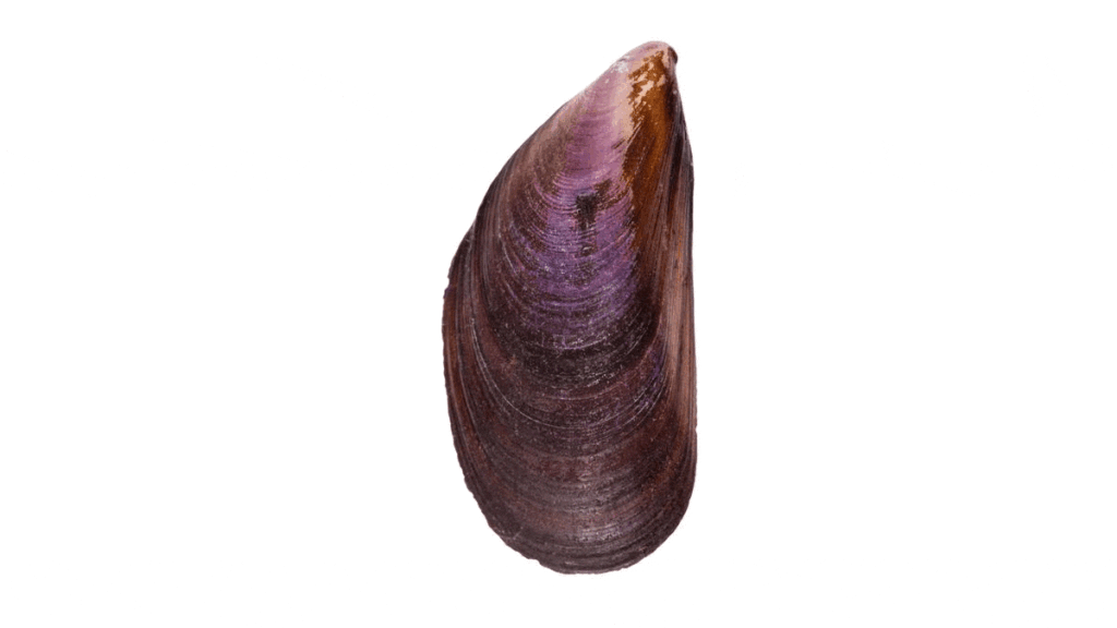 Como limpiar mejillones